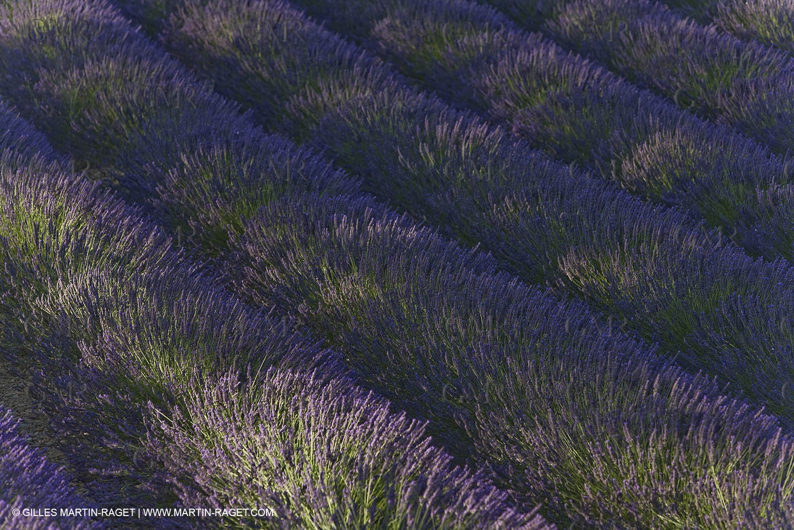 13 08 2007 - Valensole (04) - lavender fields on Valensole plateau