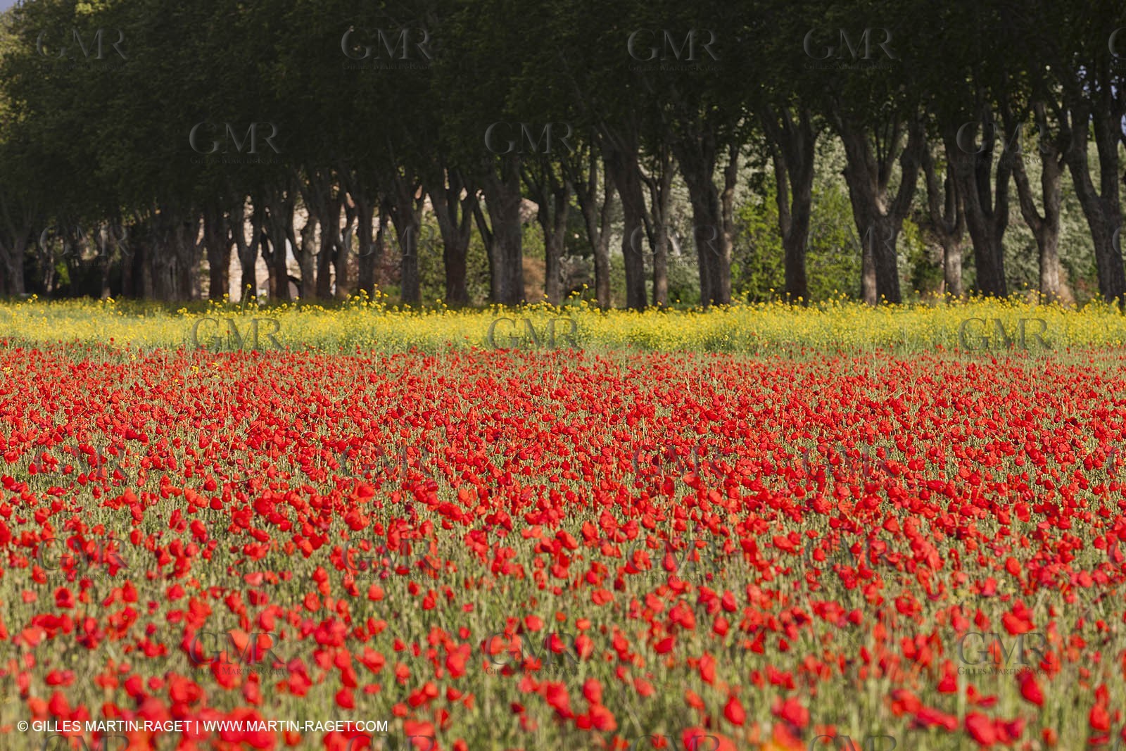 29 04 2012 ( Saint Rémy de Provence (FRA, 13) - Chaîne des Alpilles vers Romanin