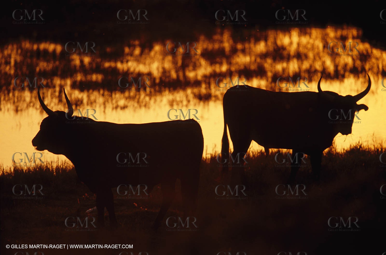 Bouches du Rhône, Camargue (FRA 13) - Camargue bulls
