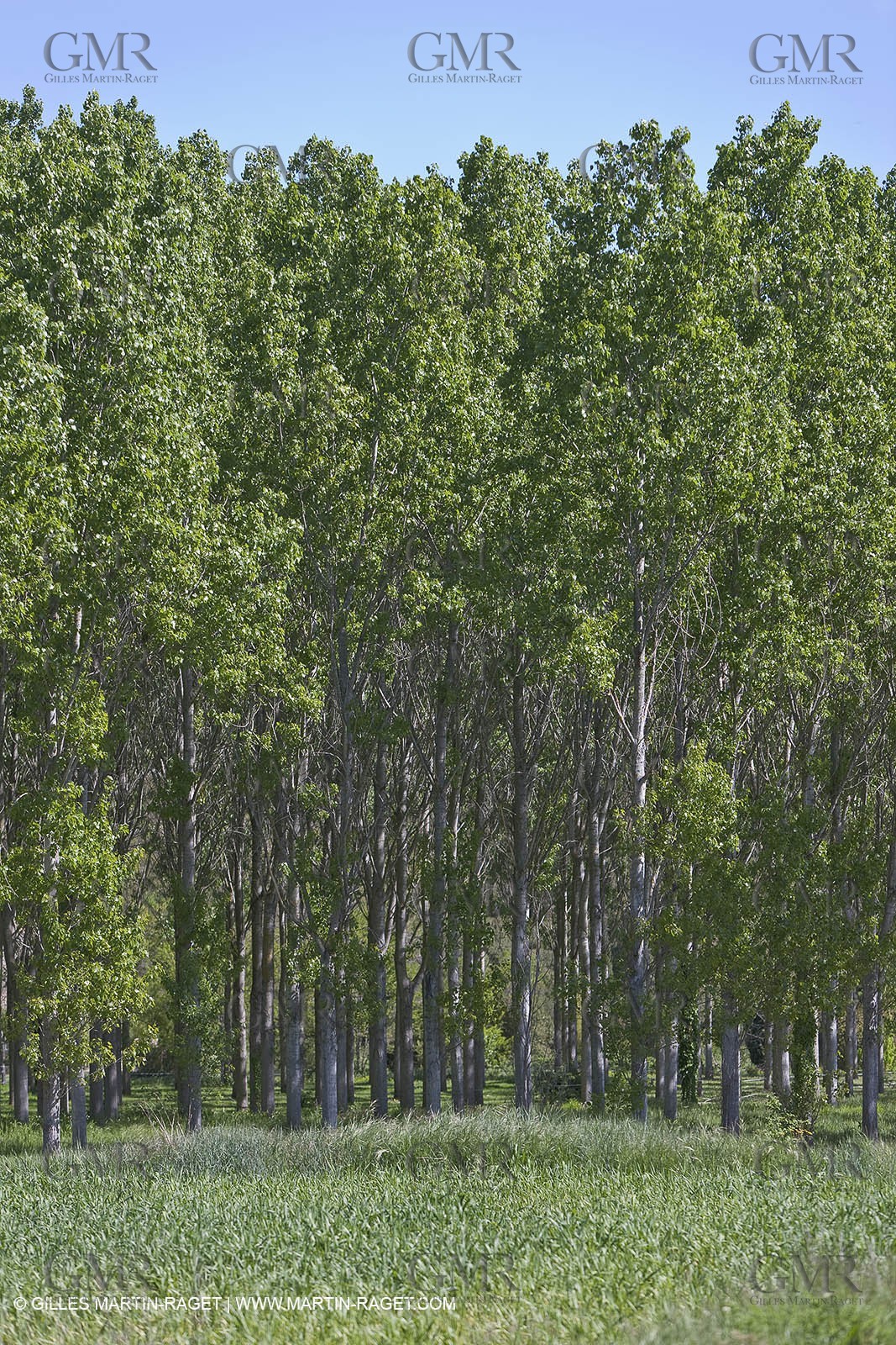 28 04 2009 - Russan - Commune de Ste Anastasie (FRA, 30) - Atlas Nîmes Métropole - campagne 2009