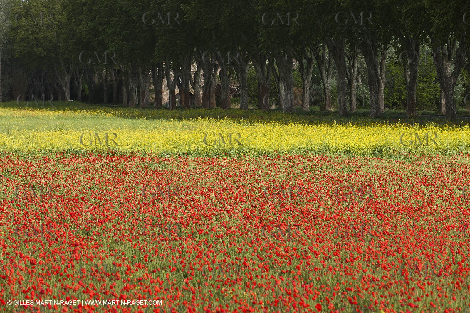 29 04 2012 ( Saint Rémy de Provence (FRA, 13) - Chaîne des Alpilles vers Romanin