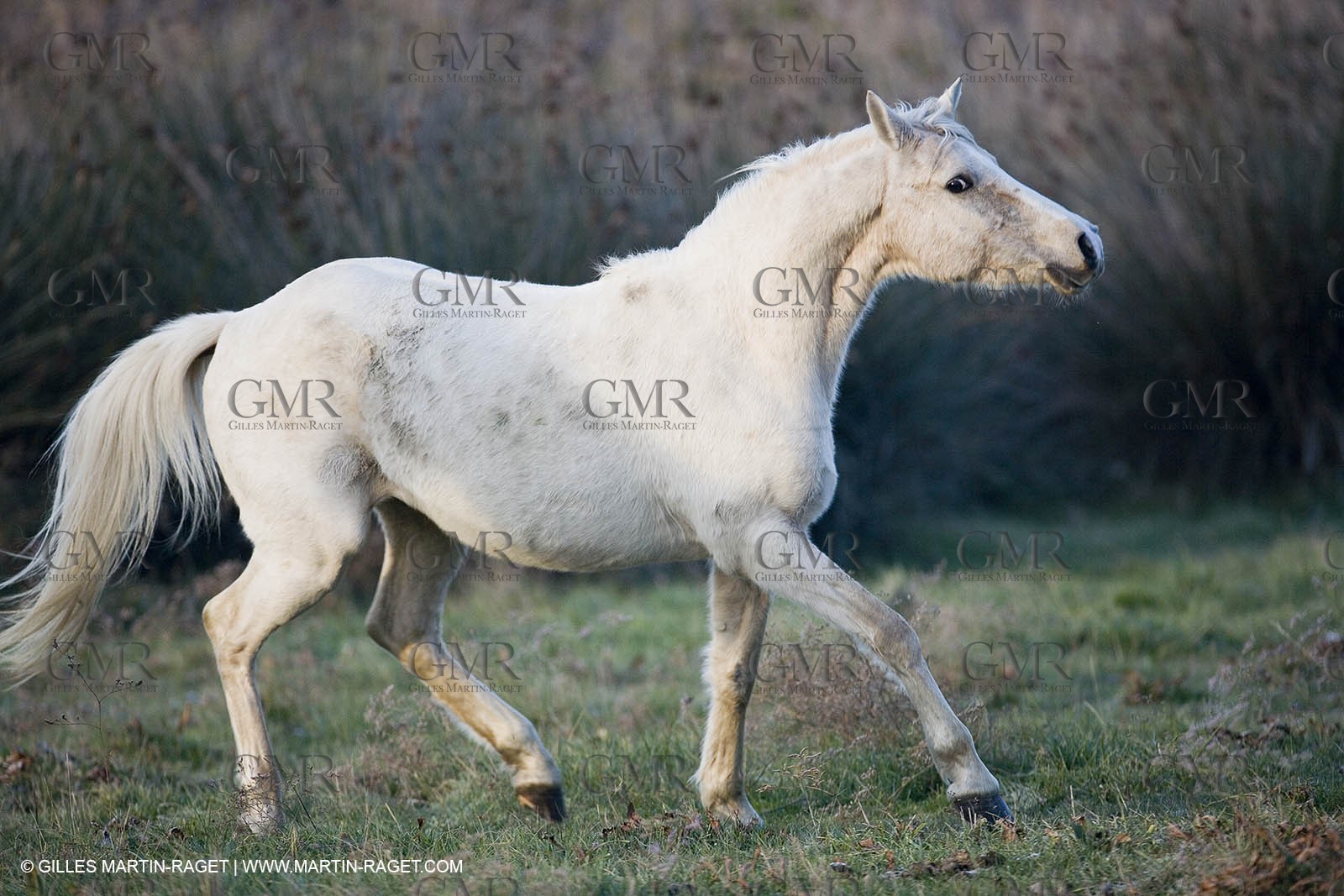 23 12 2006 - Saintes Maries de la Mer - Camargue horses