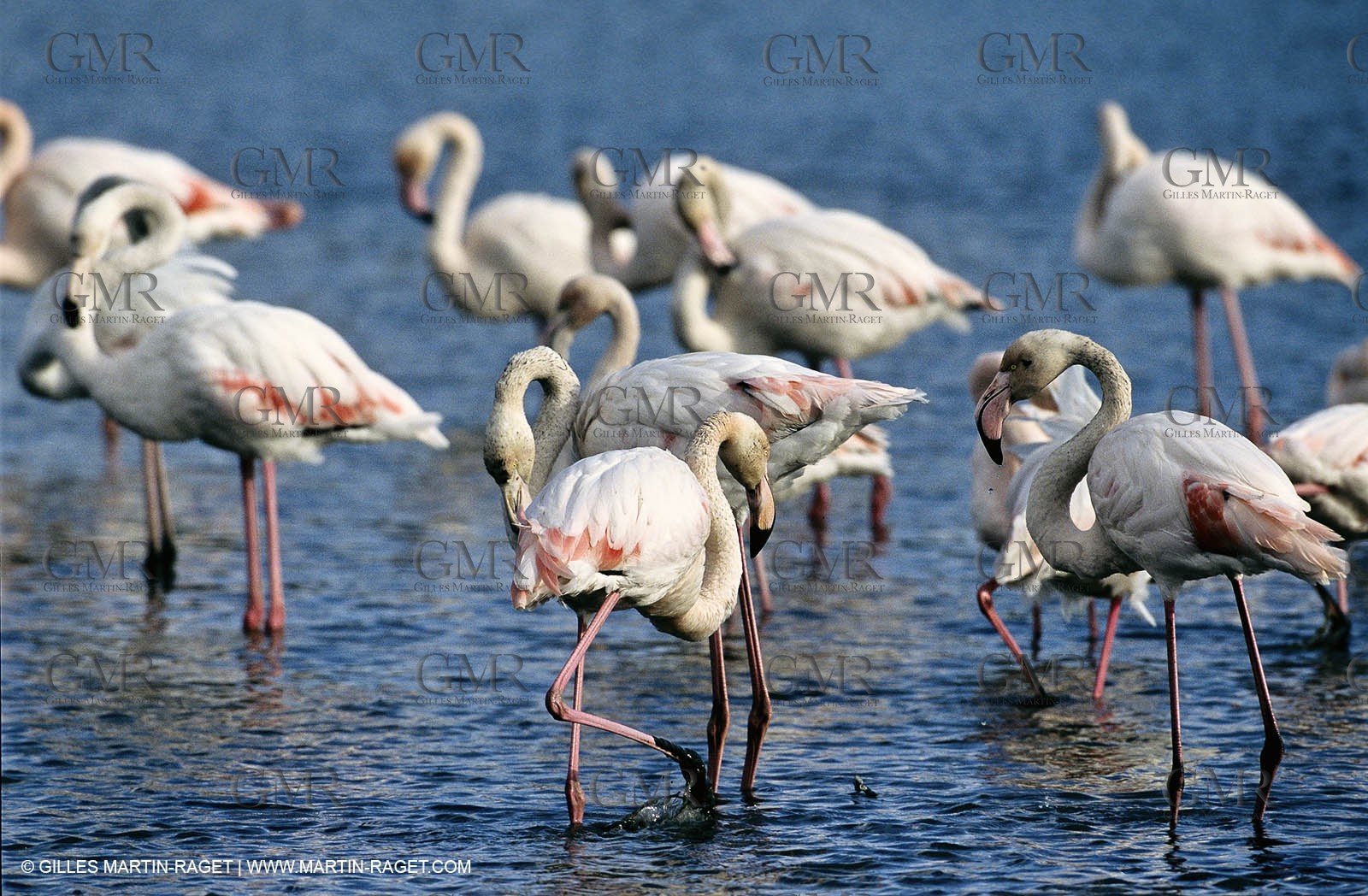 Camargue (FRA,13) - Flamingos in the Camargue