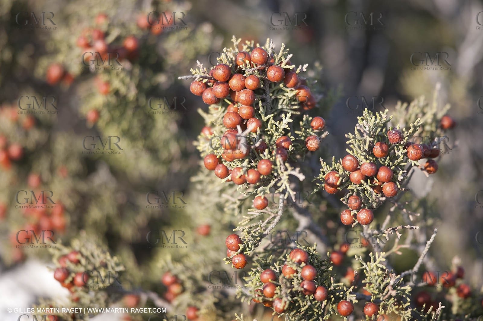 10 09 2009 - Marseille (FRA, 13) - Les Calanques - Massif de Marseilleveyre - Genévrier