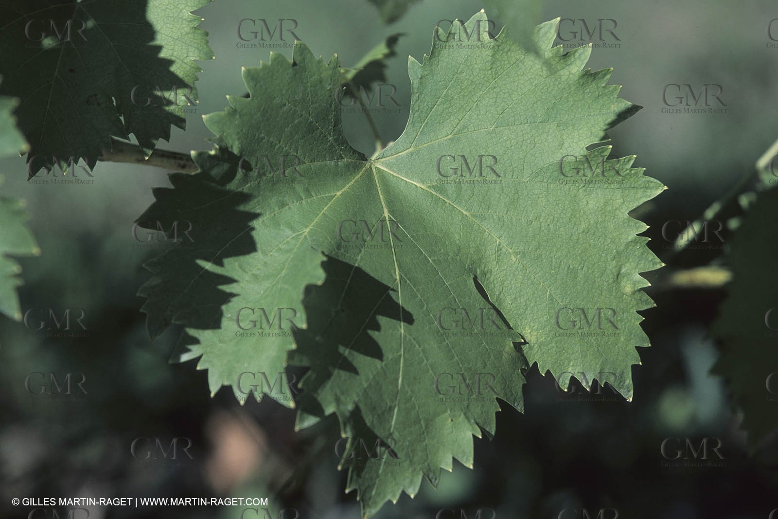 Vin, Vigne , Vendanges, vignification, vignobles, France, Provence, Côte du Rhône, Rosé