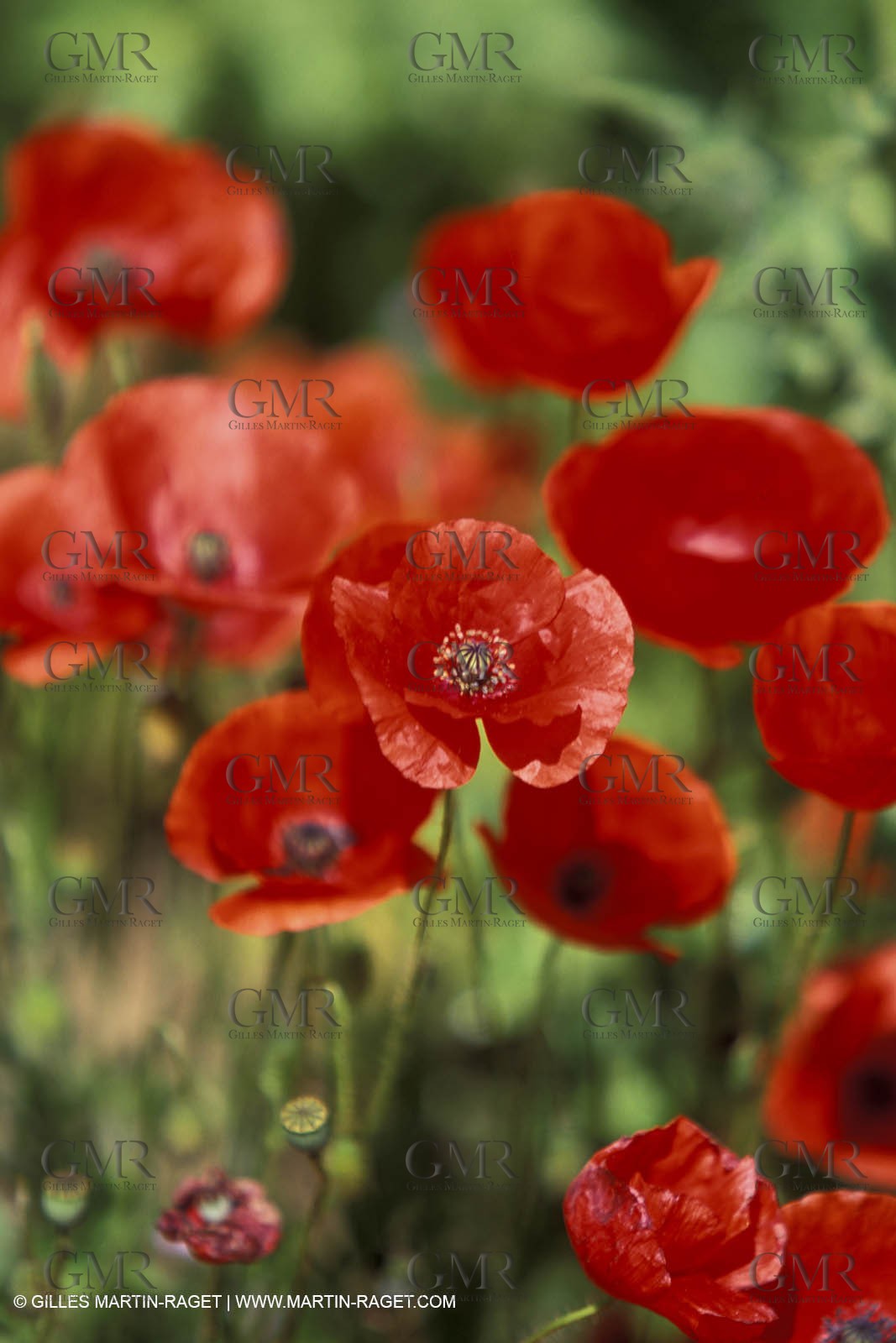 Poppies - Poppies field