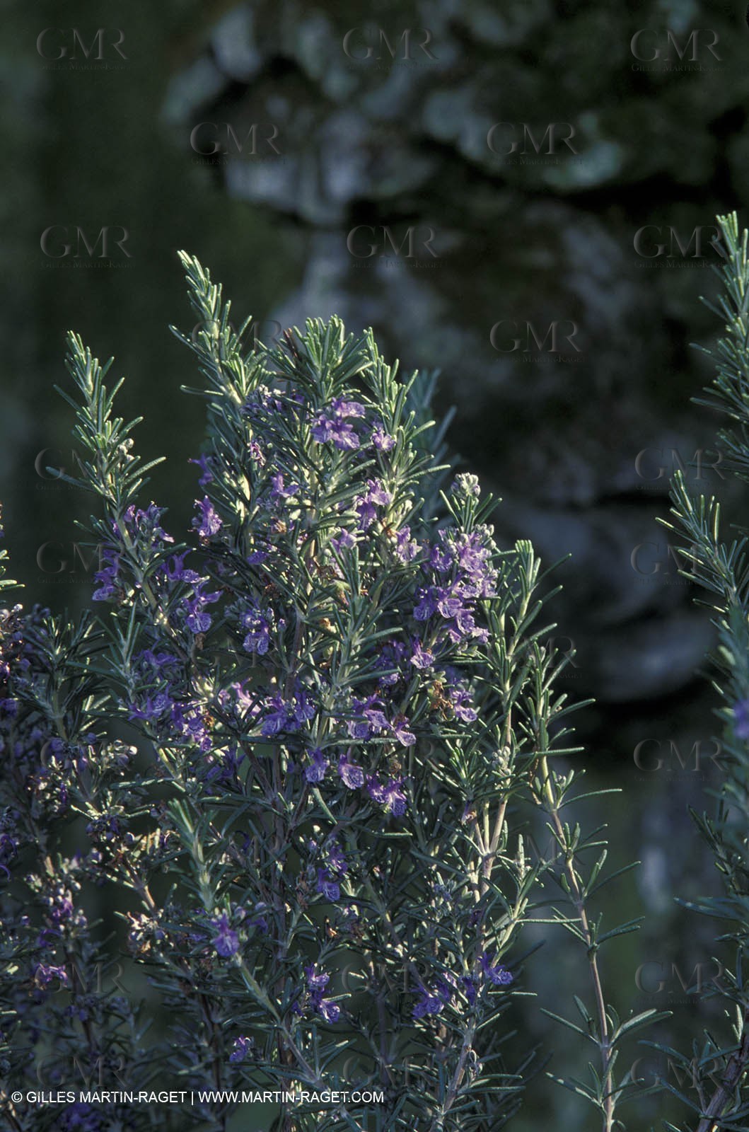 Cooking herbes from Provence - Garlic and Parsley