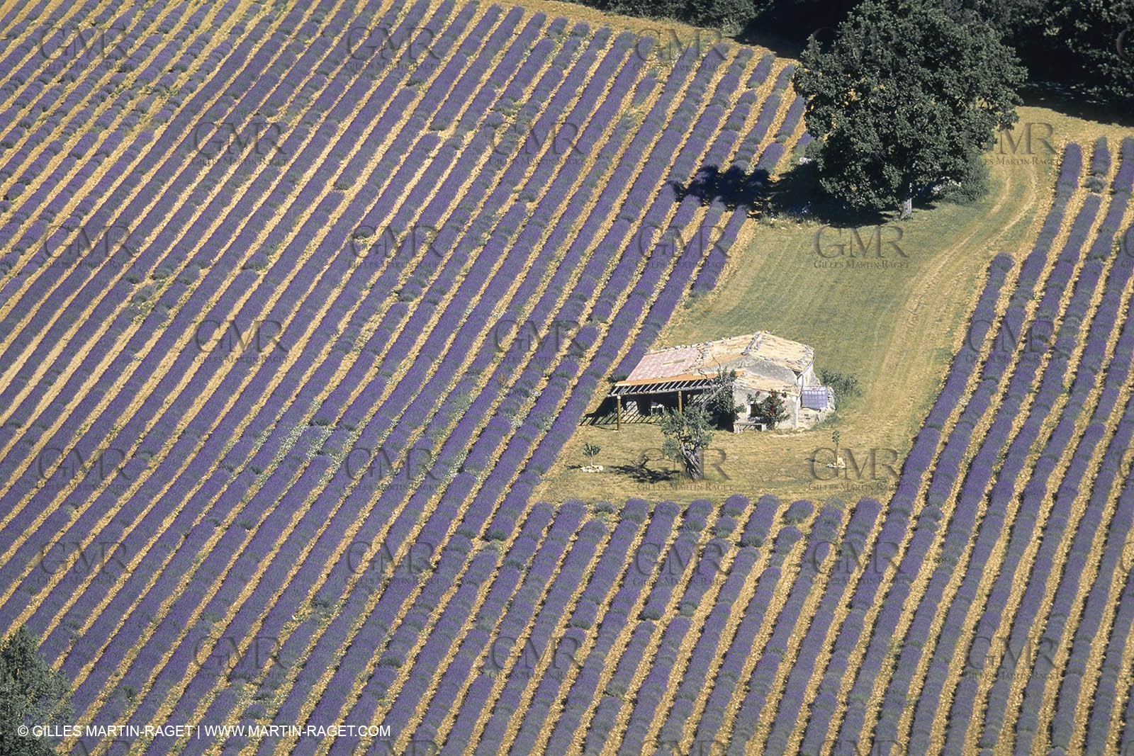 France, Provence, Lavender fields