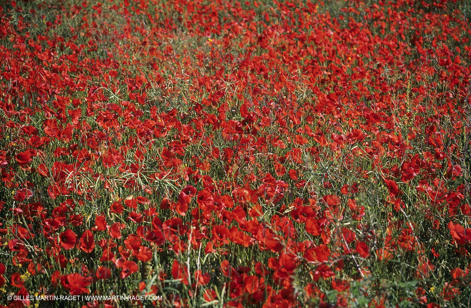 2000-2010- Les Alpilles (FRA,13) - Poppy fields