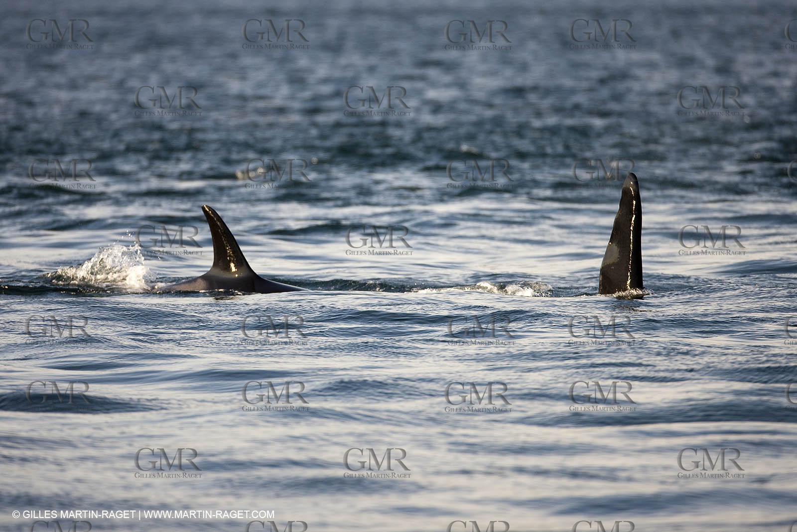 Marine animals