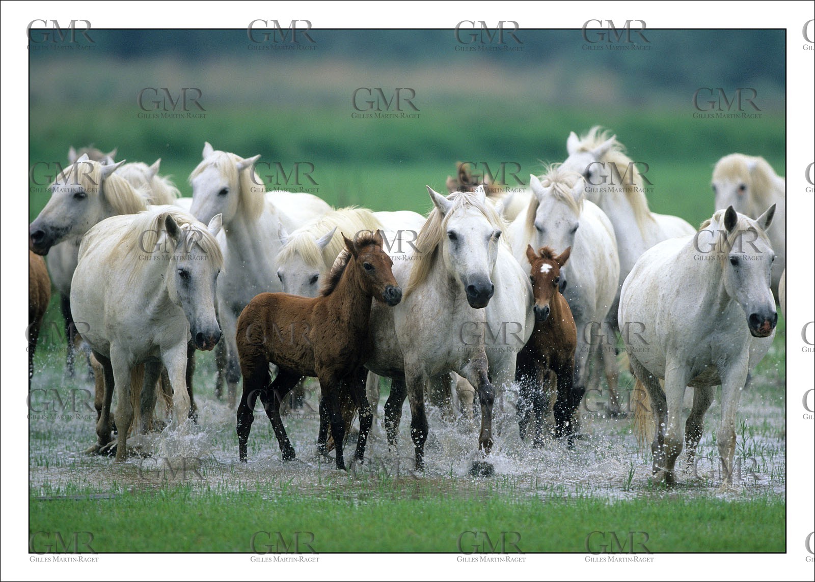 Fillys and Foals