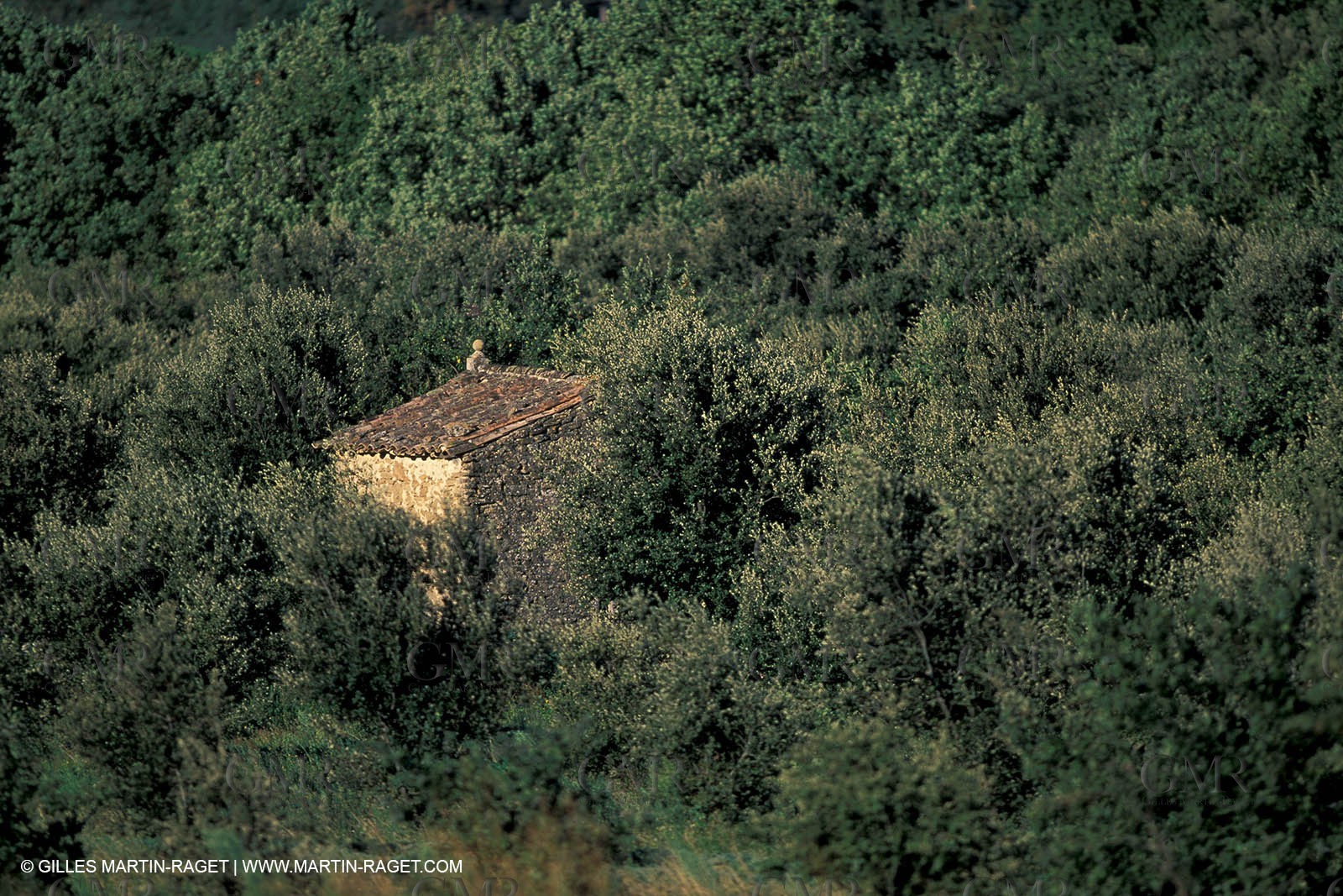 Grignan - Olive tree field