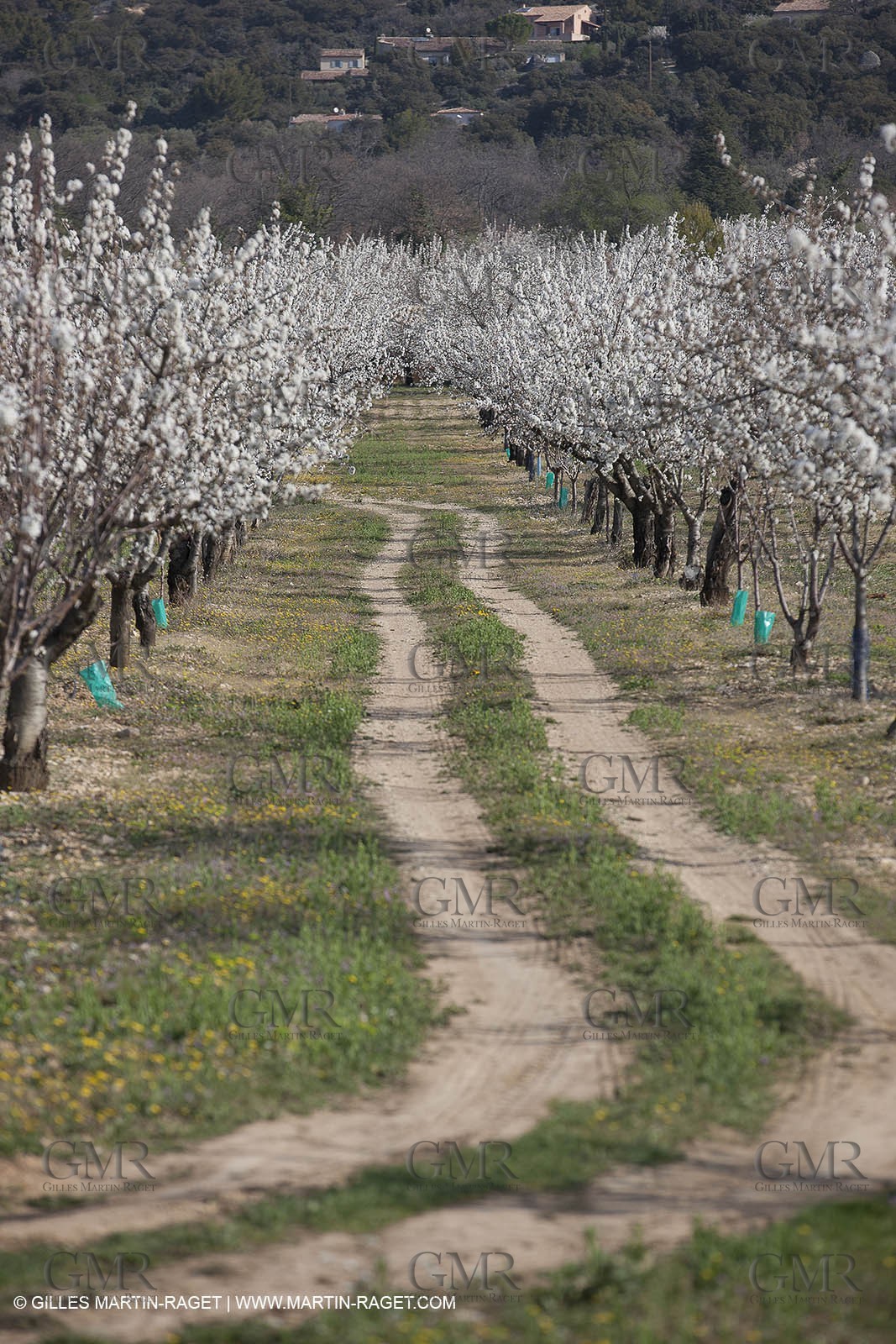 March 30th 2012 - Saint Saturnin les Apt (FRA, 84) - blooming cherry trees