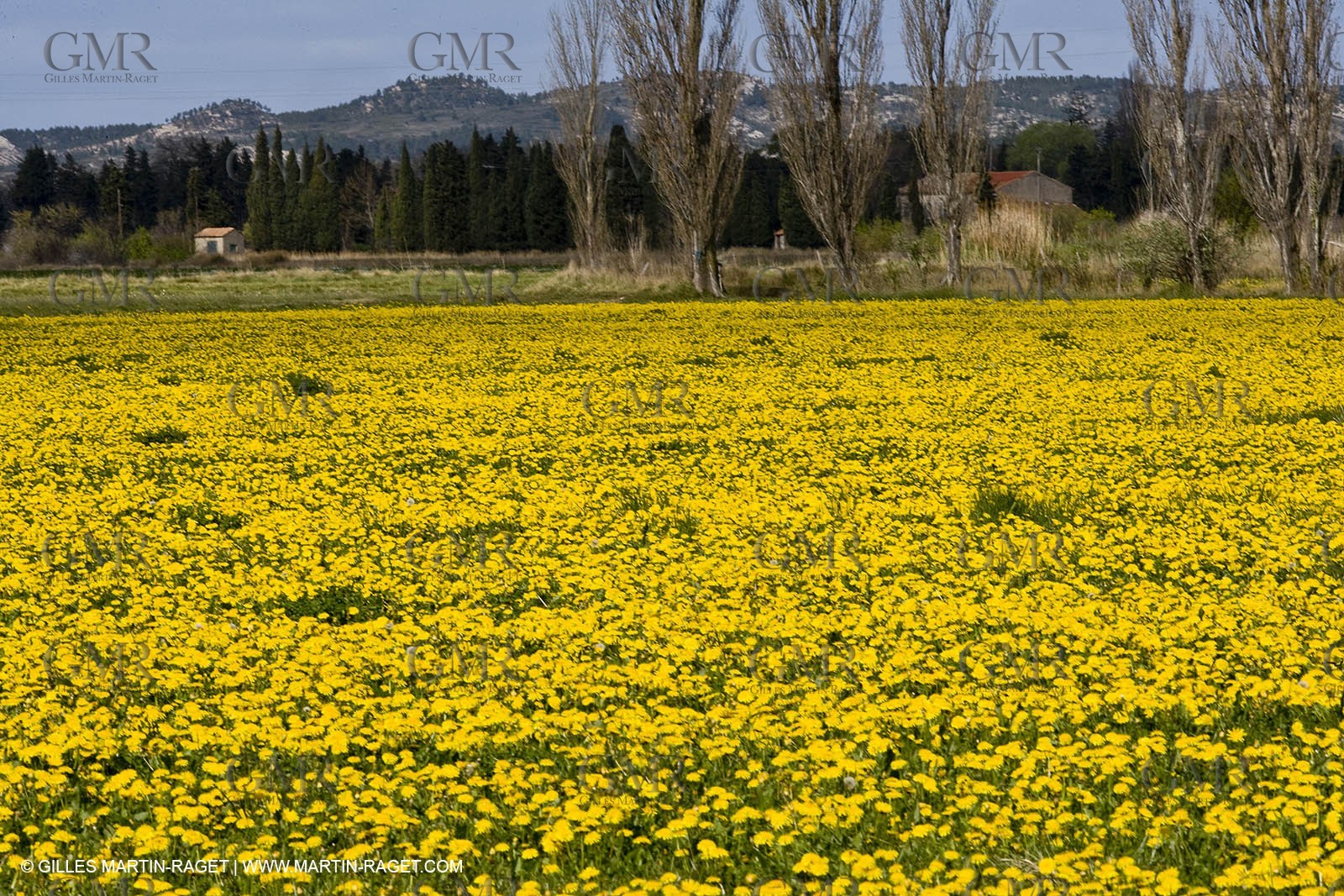 16 03 2008 - Saint Rémy de Provence (FRA, 13) - Alpilles hills landscapes - Dandelion field