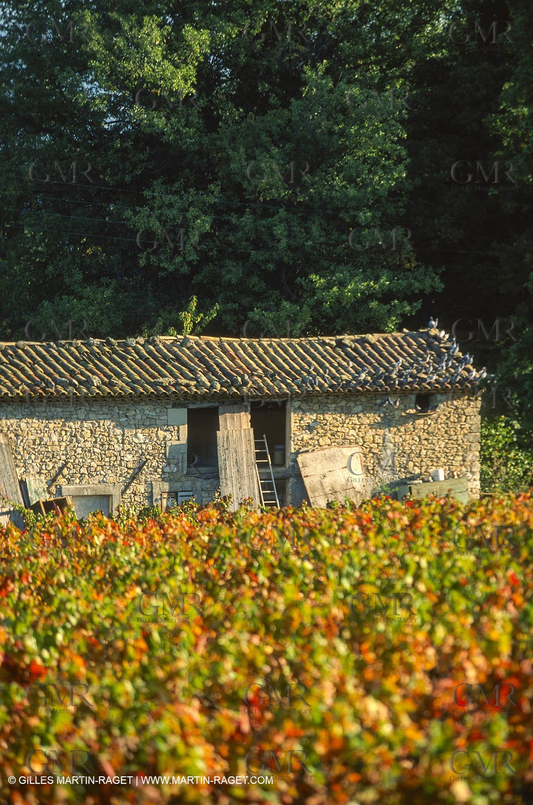 Provence, Harvest time