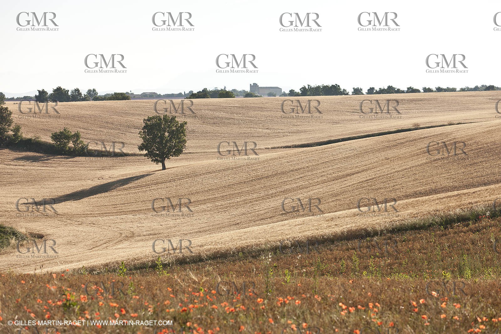 27 06 2011 - Valensole (FRA, 04) - Lavander fields