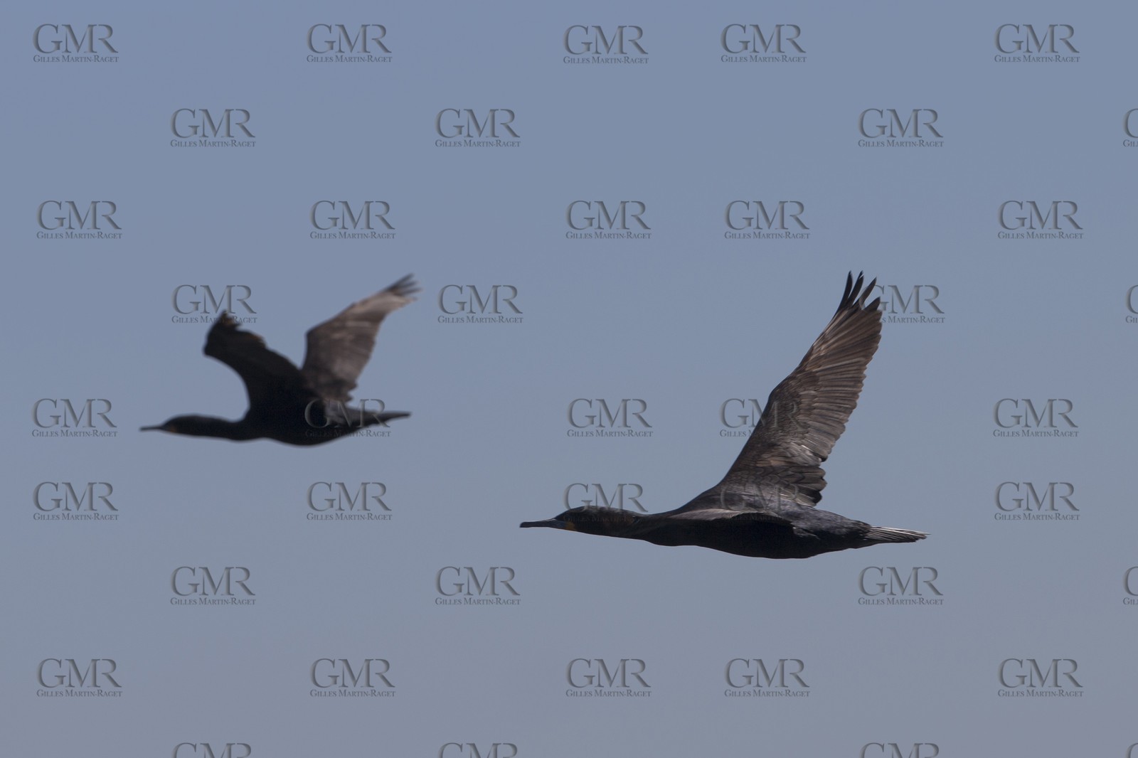 07 11 2014, Capetown (ZAF), Volvo Ocean Race 2014-15, Arrivals