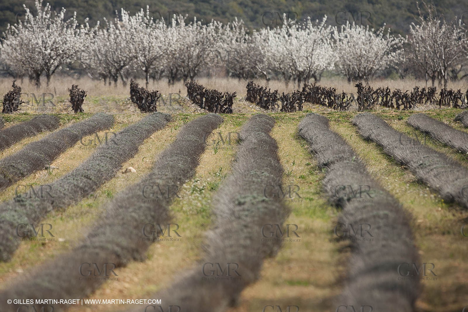 March 30th 2012 - Saint Saturnin les Apt (FRA, 84) - blooming cherry trees