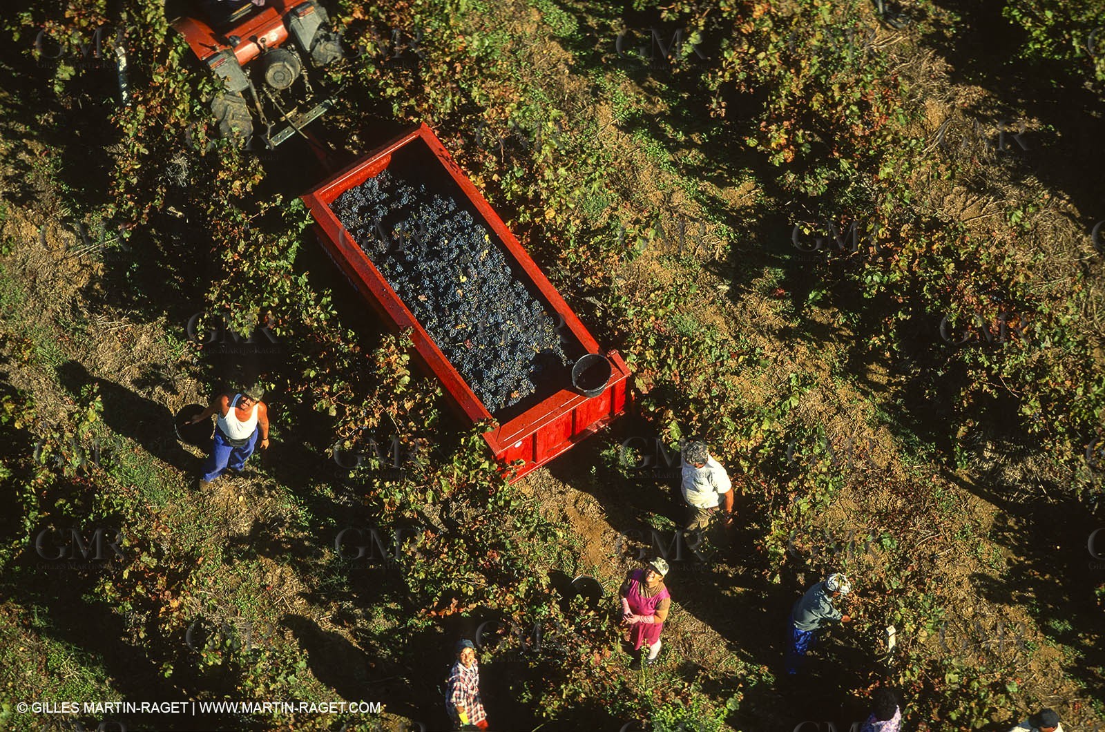 Provence, Harvest time