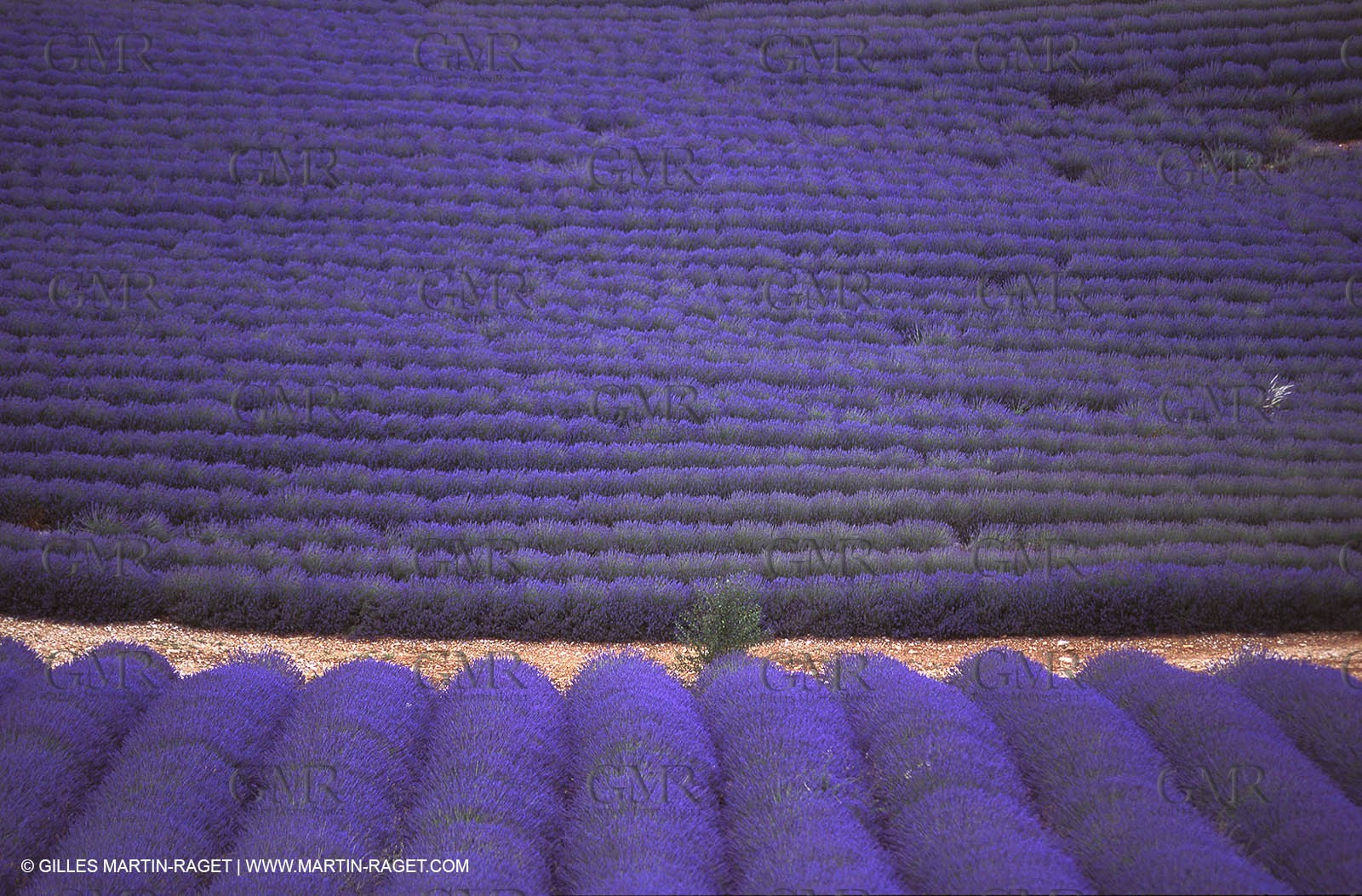 Lavander fields