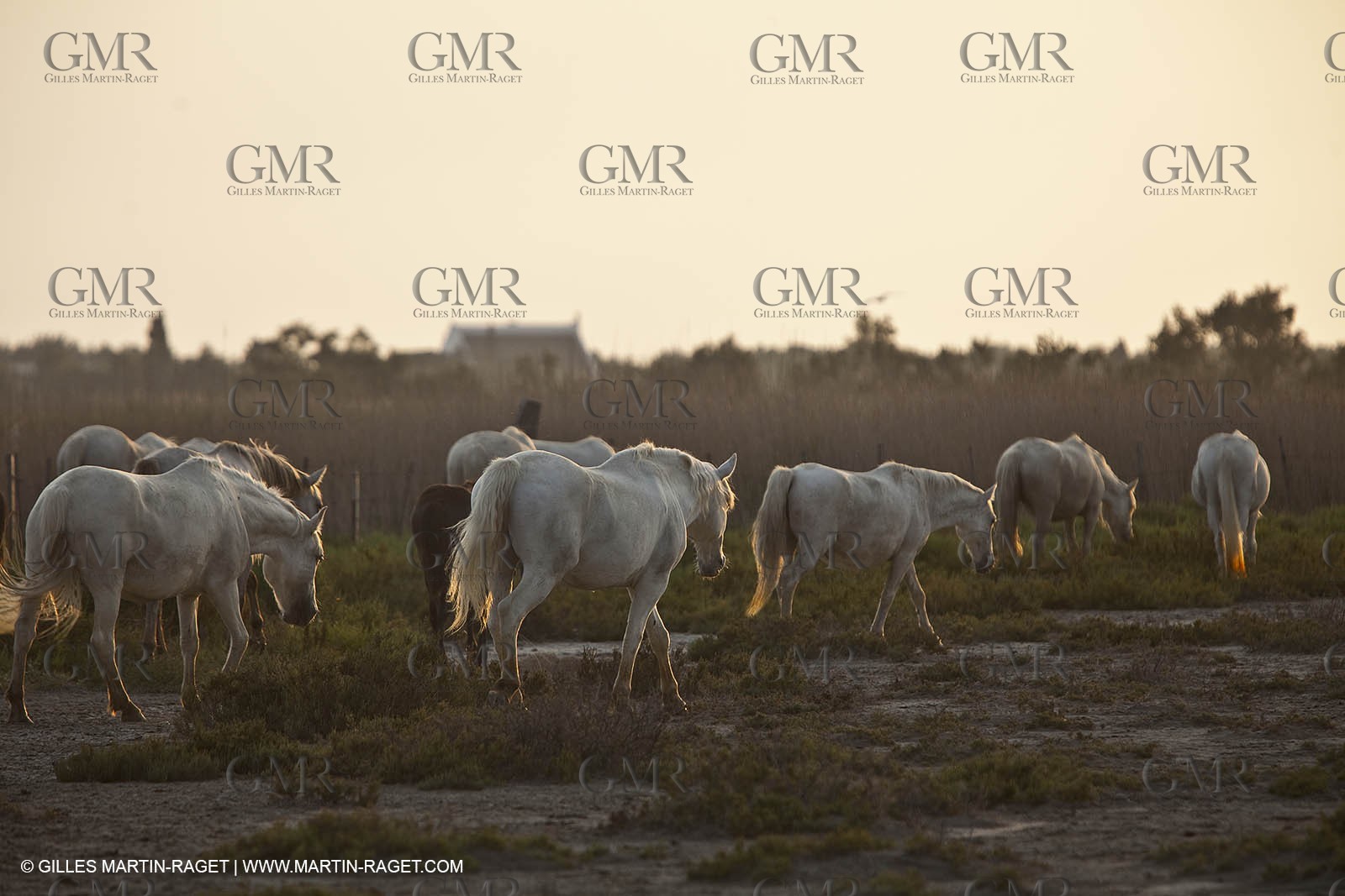 11 07 2010 - Les Saintes Maries de la Mer (FRA,13) - Evocation du Marquis de Baroncelli