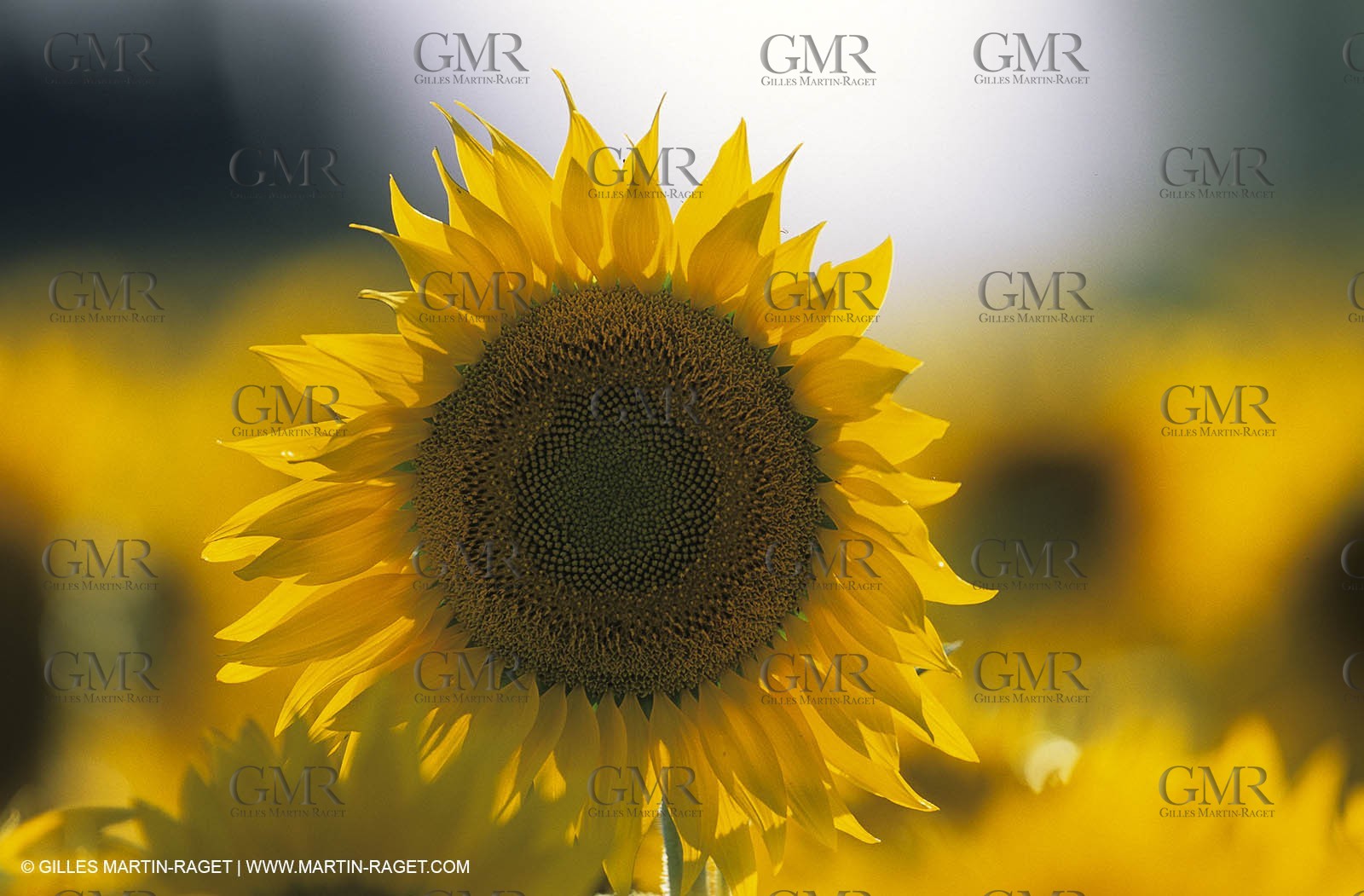 Luberon (FRA,84), Sunflower fields