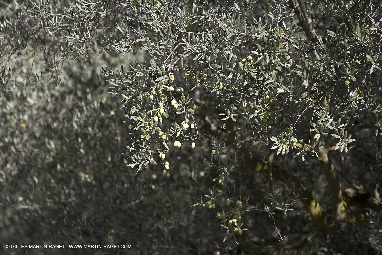 France, Provence, Oliviers, oliveraies, olive trees