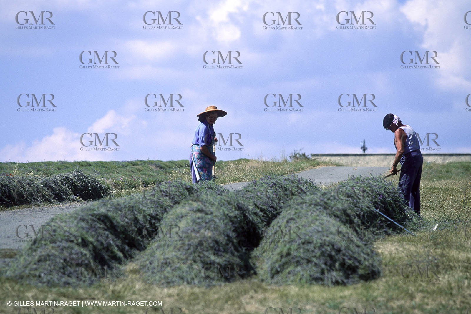Hgher Provence - Lavender fields