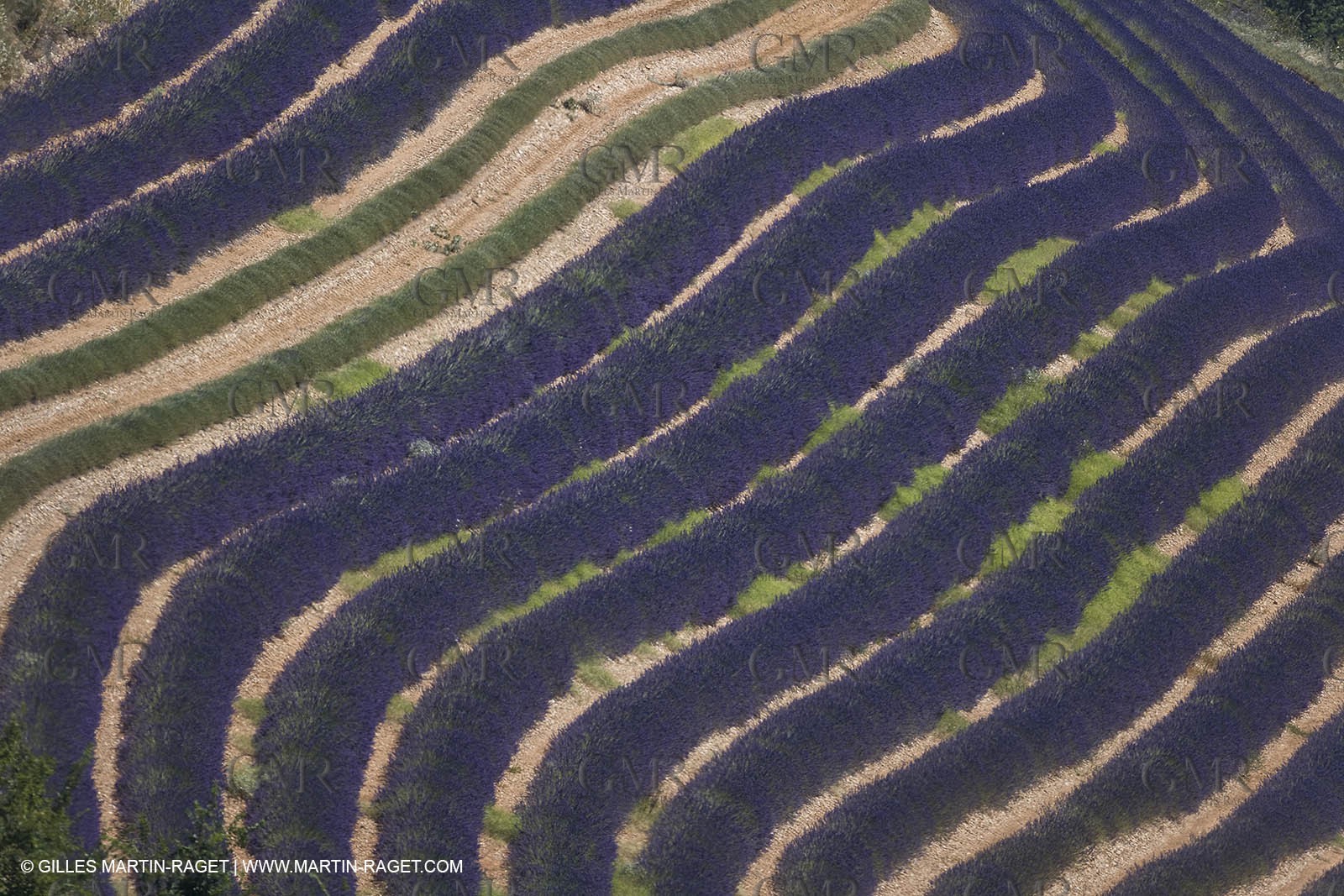 13 08 2007 - Valensole (04) - lavender fields on Valensole plateau