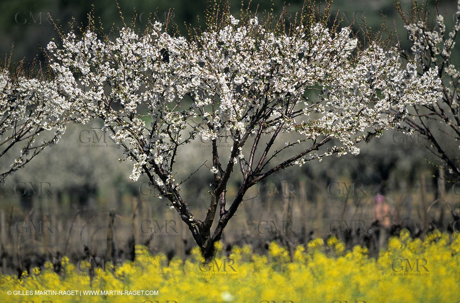 Alpilles (FRA,13), Rape fields