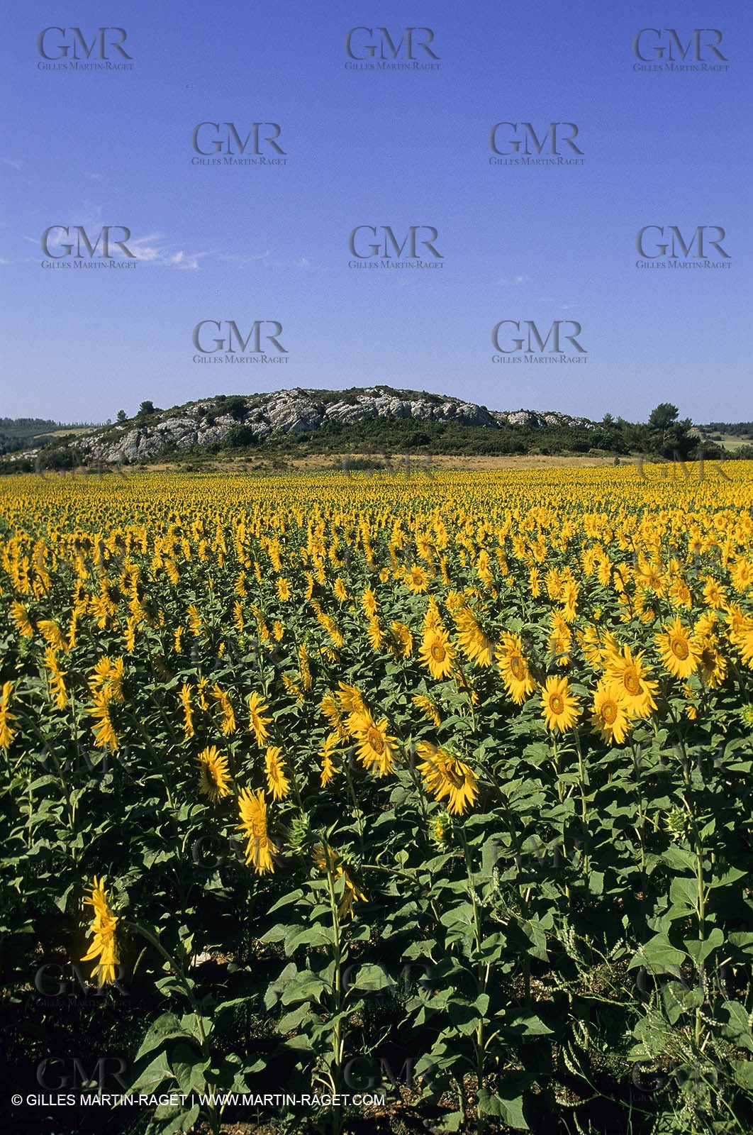 Luberon (FRA,84), Sunflower fields