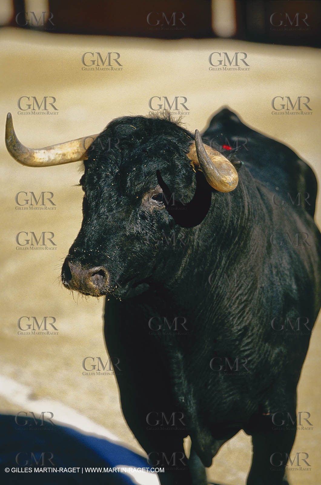 Bouches du Rhône, Camargue (FRA 13) - Camargue bulls