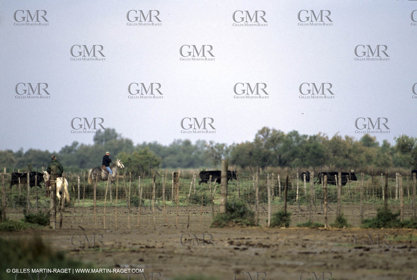 Arles - Camargue gardians (cow boys) at work