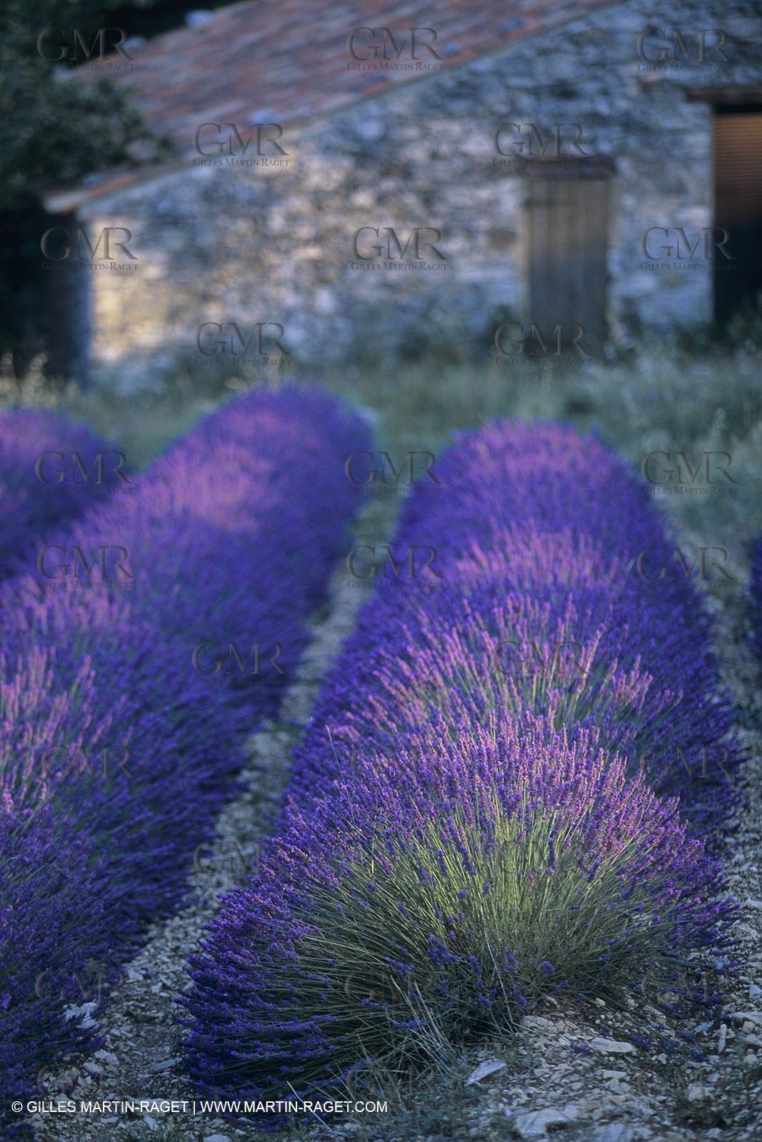 France, Provence, Lavender fields