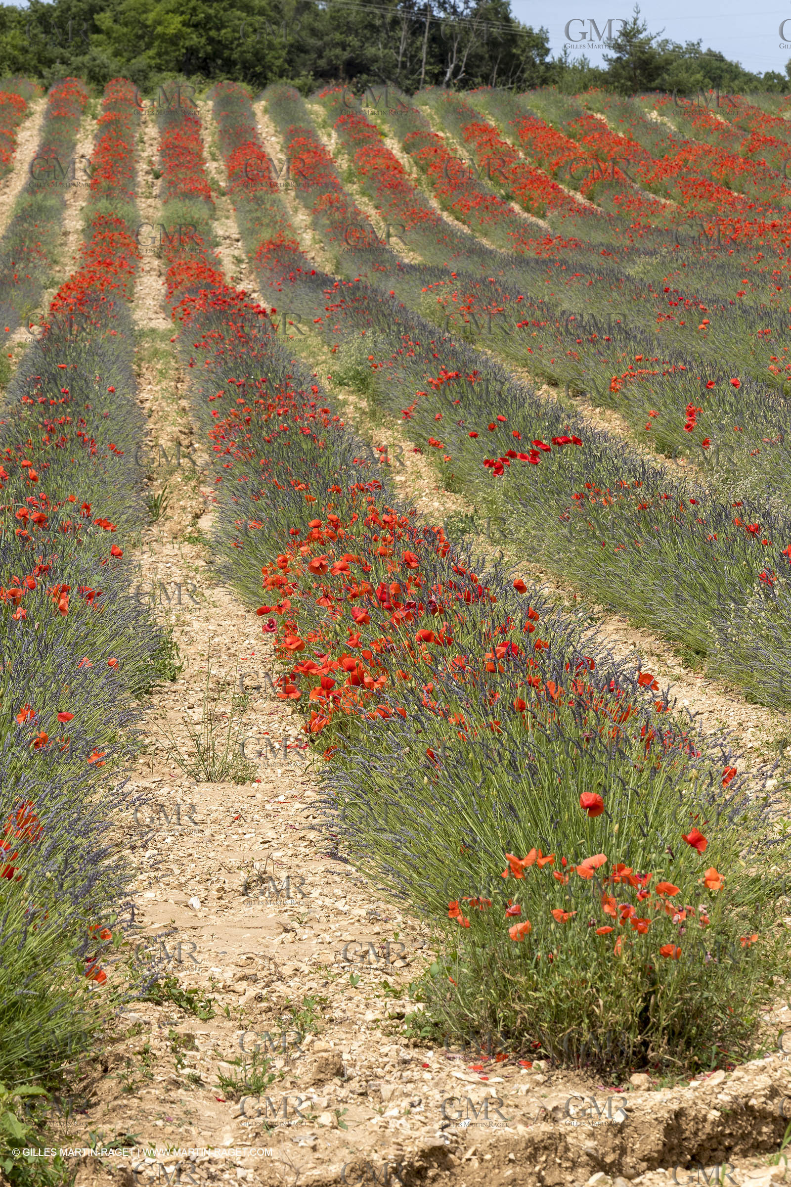 10 06 2018, Caseneuve (FRA,84)