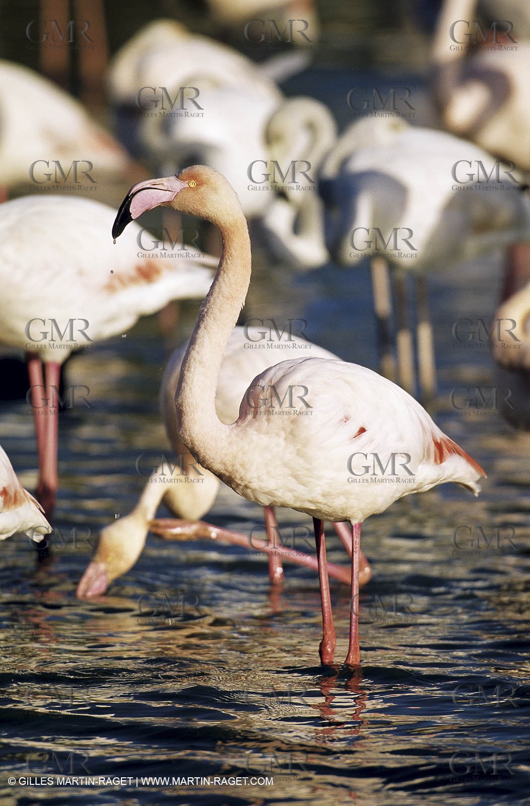 Camargue (FRA,13) - Flamingos in the Camargue