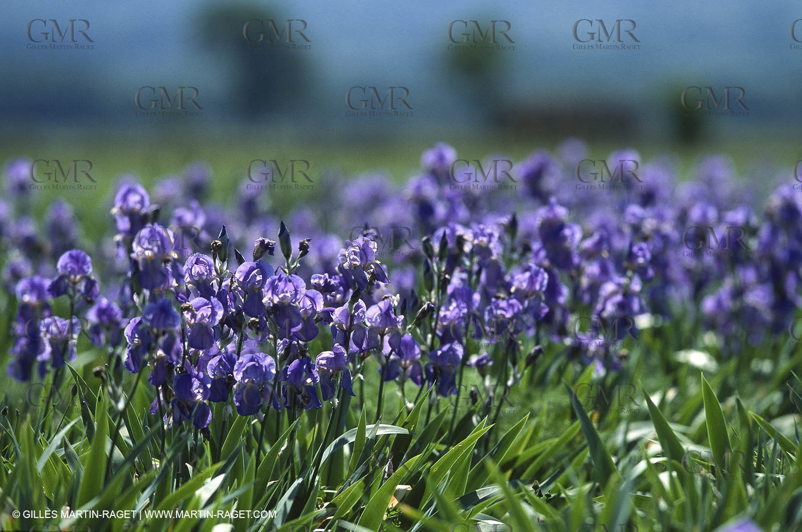 Alpilles (FRA,13) Iris in bloom
