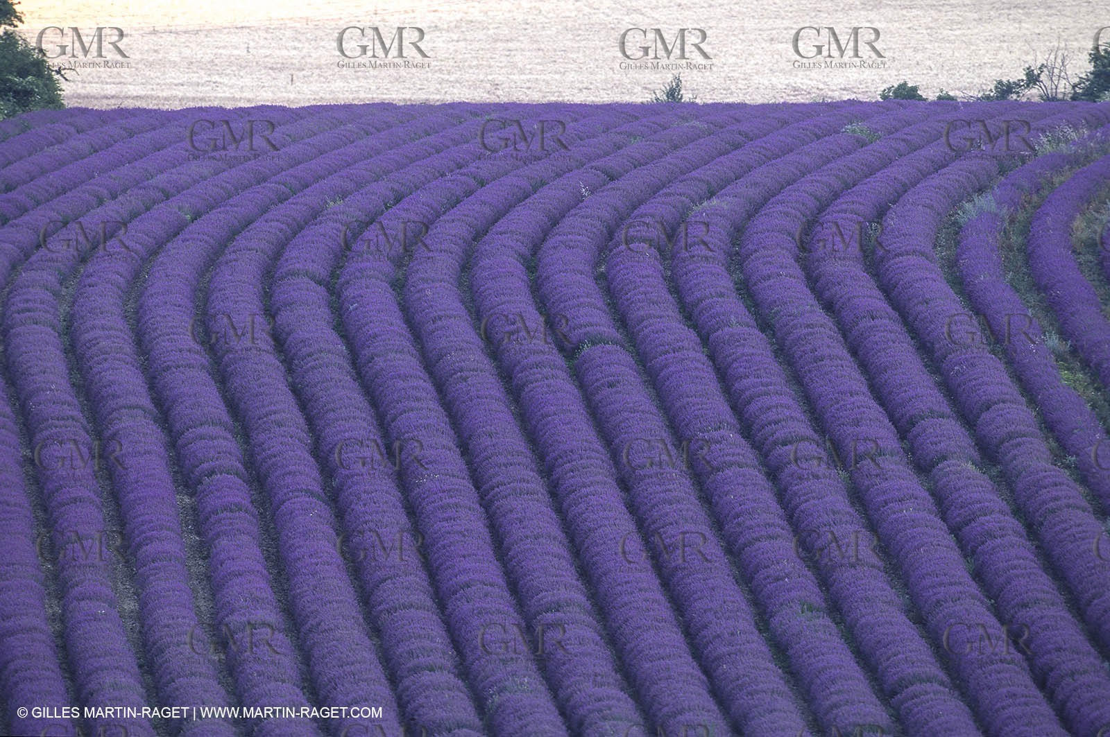 Hgher Provence - Lavender fields