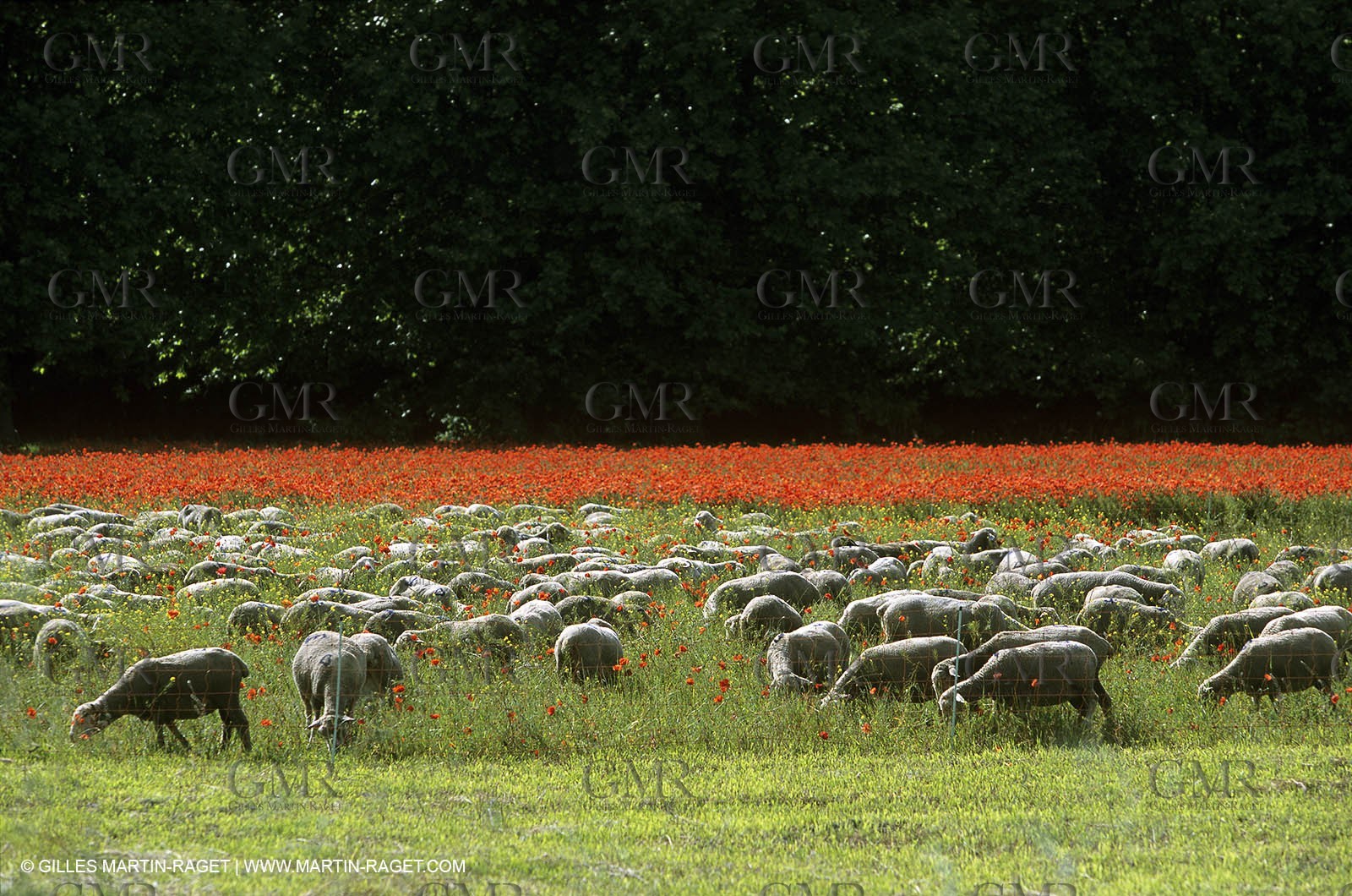 Sheeps and Poppy flowers field