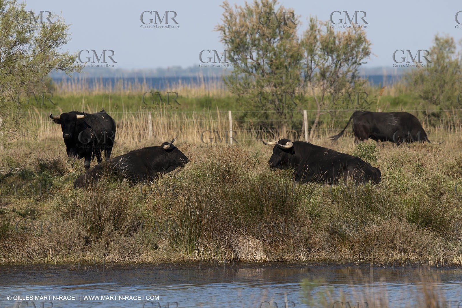 19 04 2011 - Arles (FRA,13) - Bullfight toros in Camargue