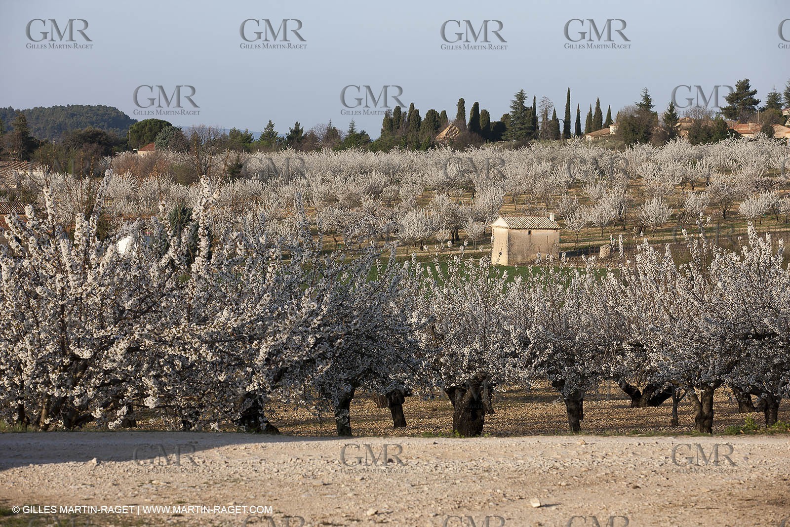 March 30th 2012 - Saint Saturnin les Apt (FRA, 84) - blooming cherry trees
