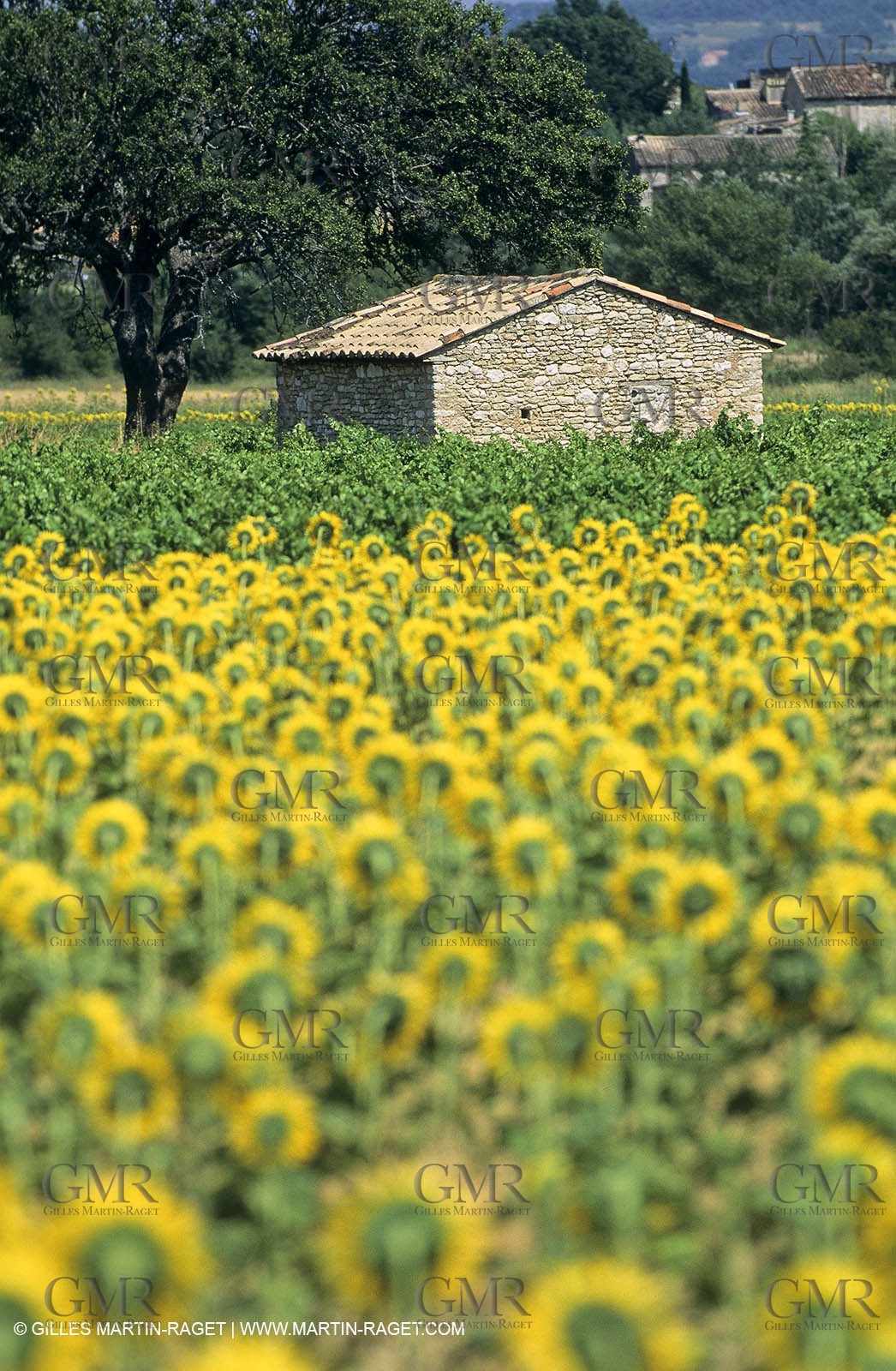 Luberon (FRA,84), Sunflower fields