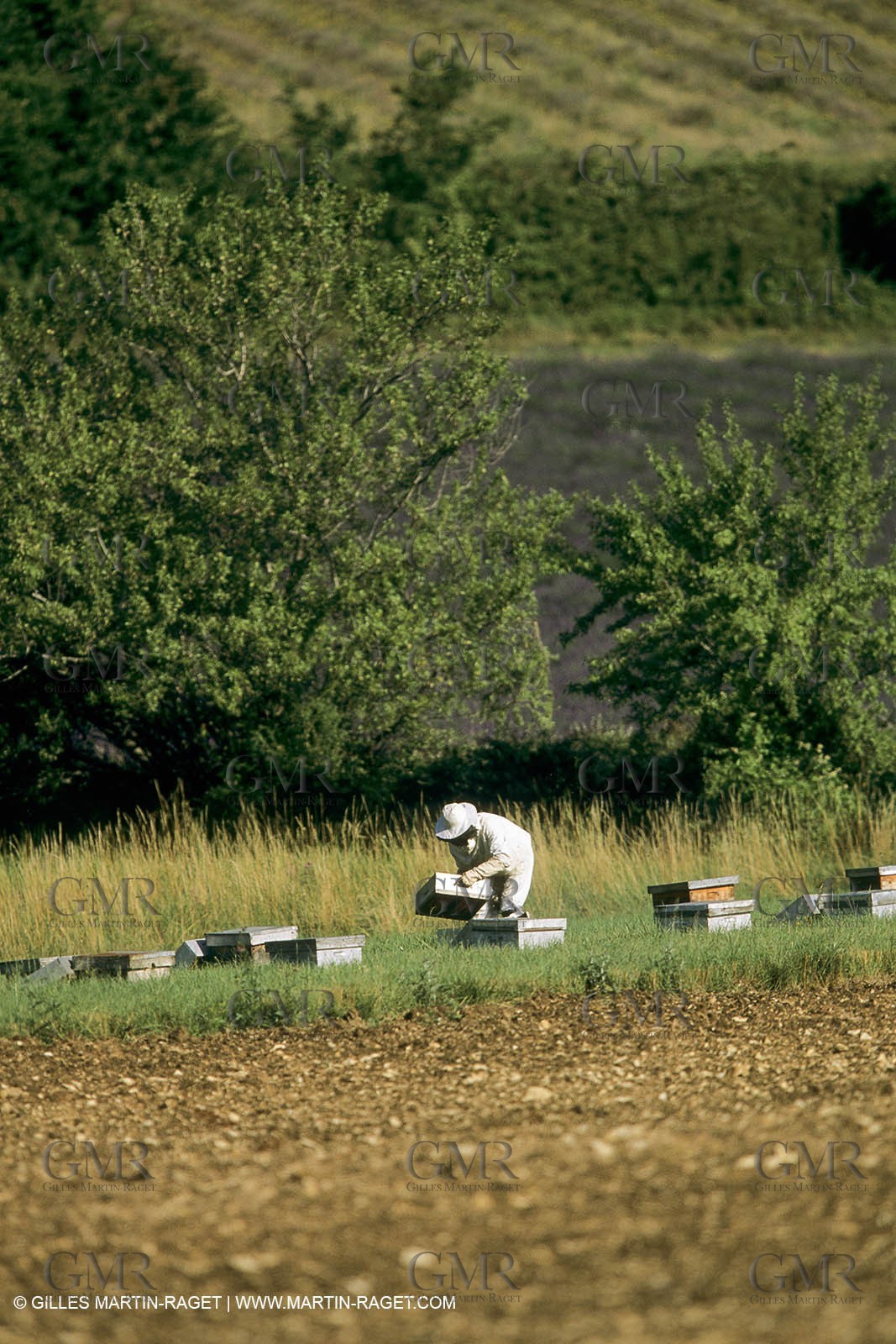 France, Provence, Apiculture