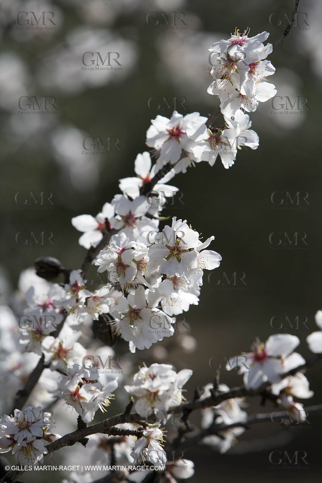 05 02 2008 - Arles (FRA, 13) - Arles surroundings landscapes