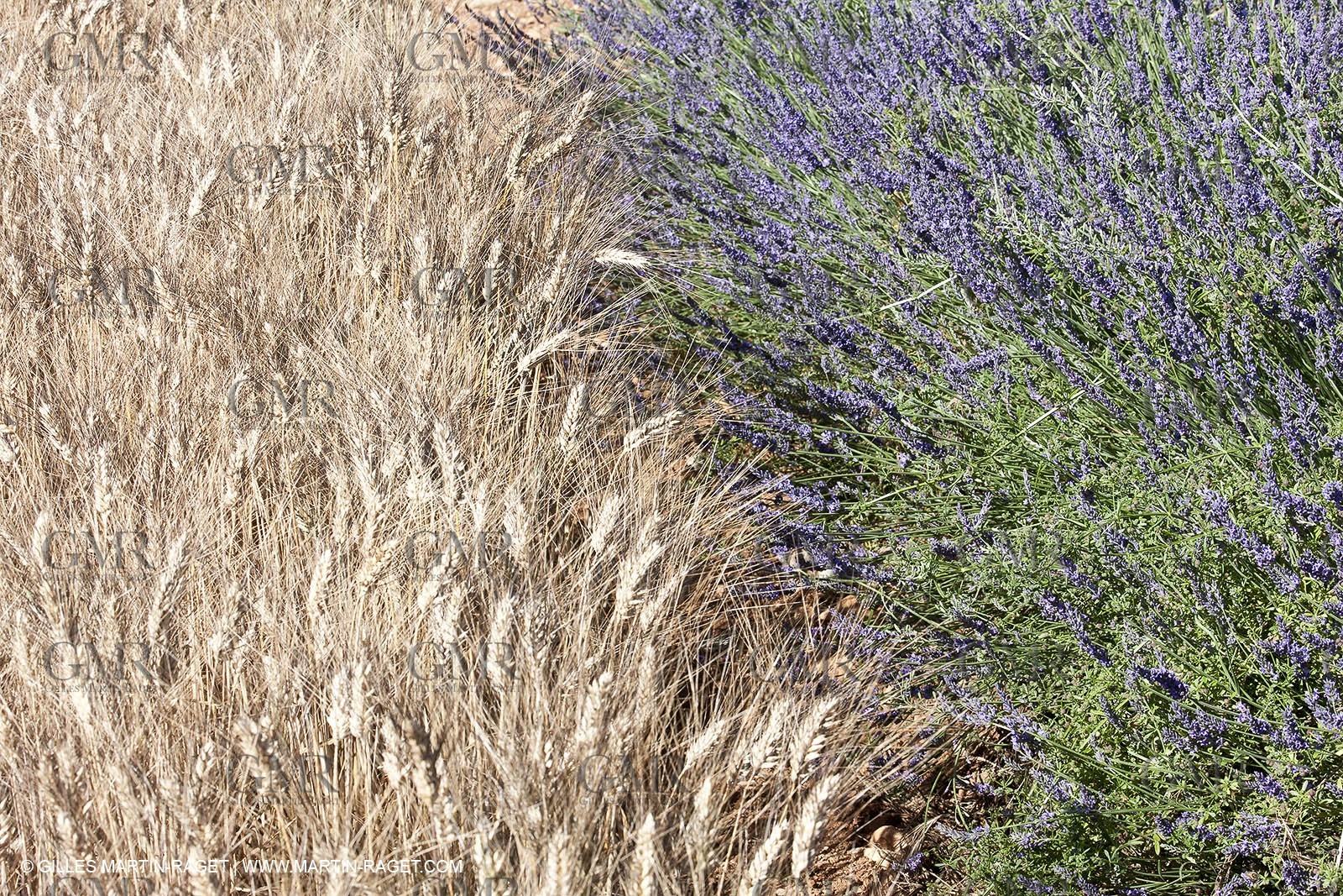 27 06 2011 - Valensole (FRA, 04) - Lavander fields