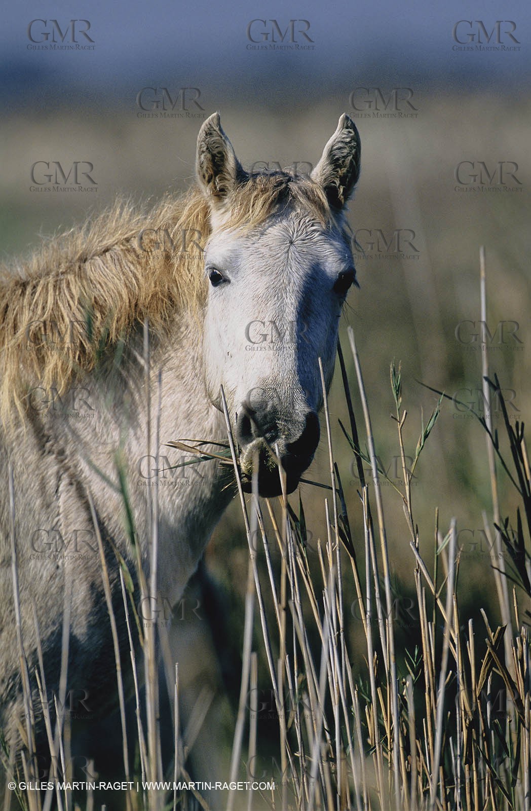 2000-2010- Arles - Les Saintes Maries de la mer (FRA,13) - Camargue horses