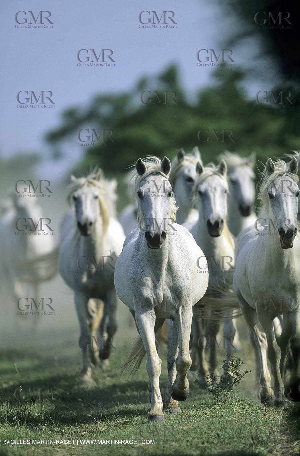 Camargue horses