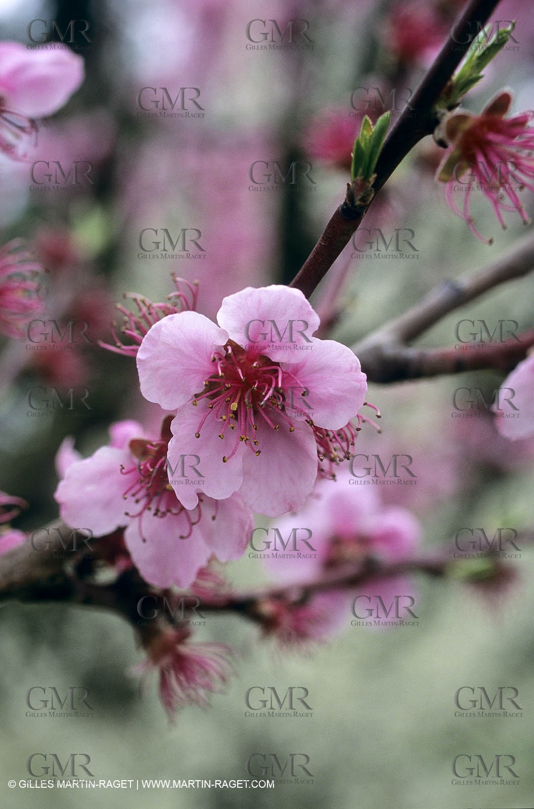 Luberon, Vaucluse (FRA,84) - Fruit trees blooming