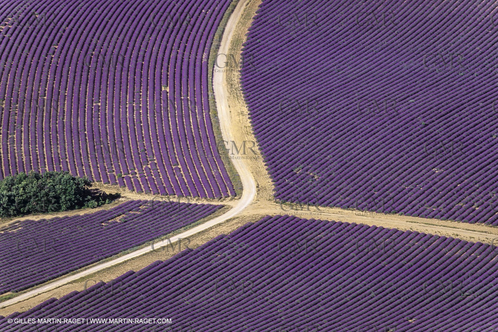 Juin 2005, Valensole (FRA,04) - Lavander fields