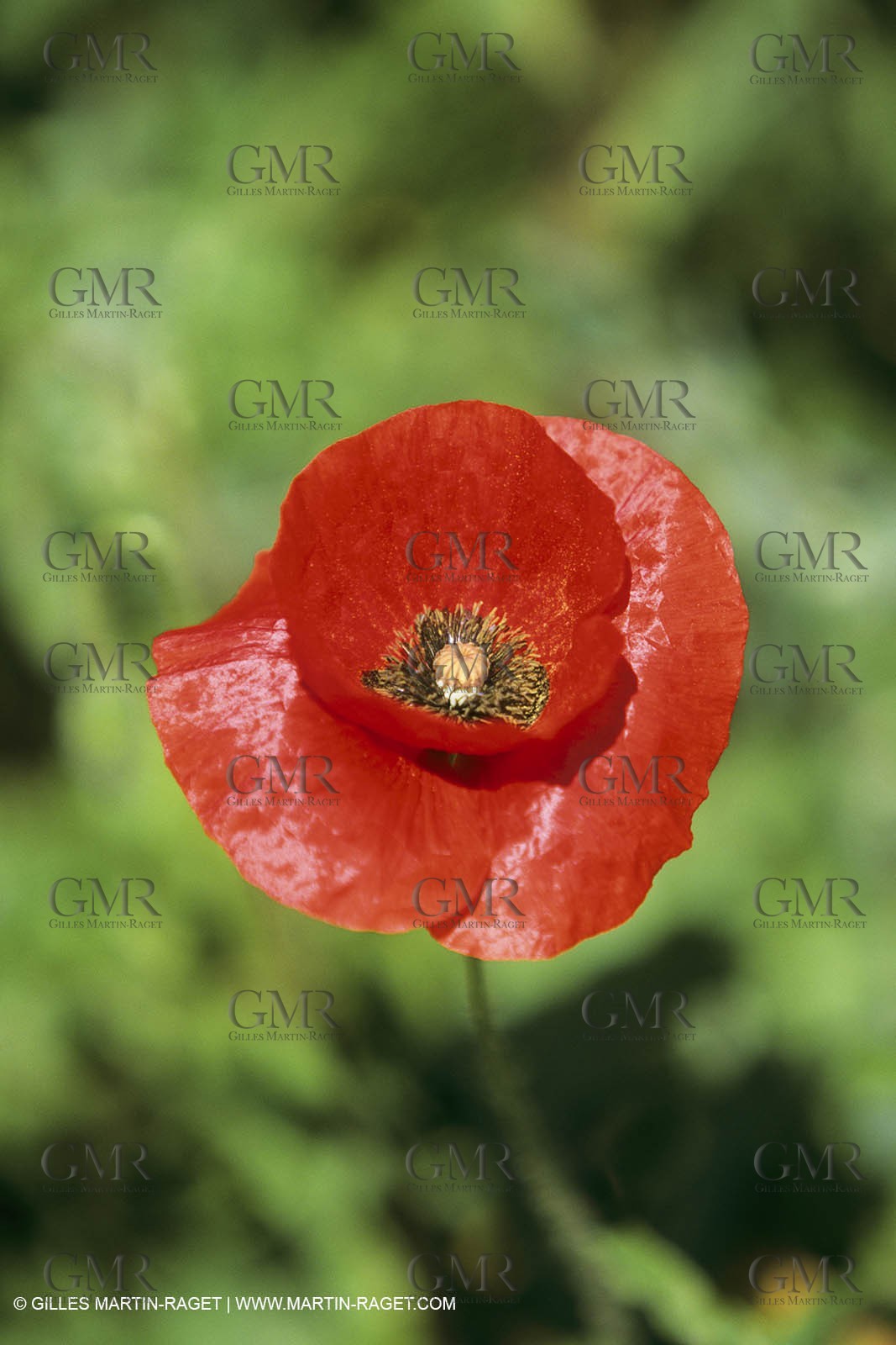 France, Provence, Champs de Coquelicots   Poppies fields